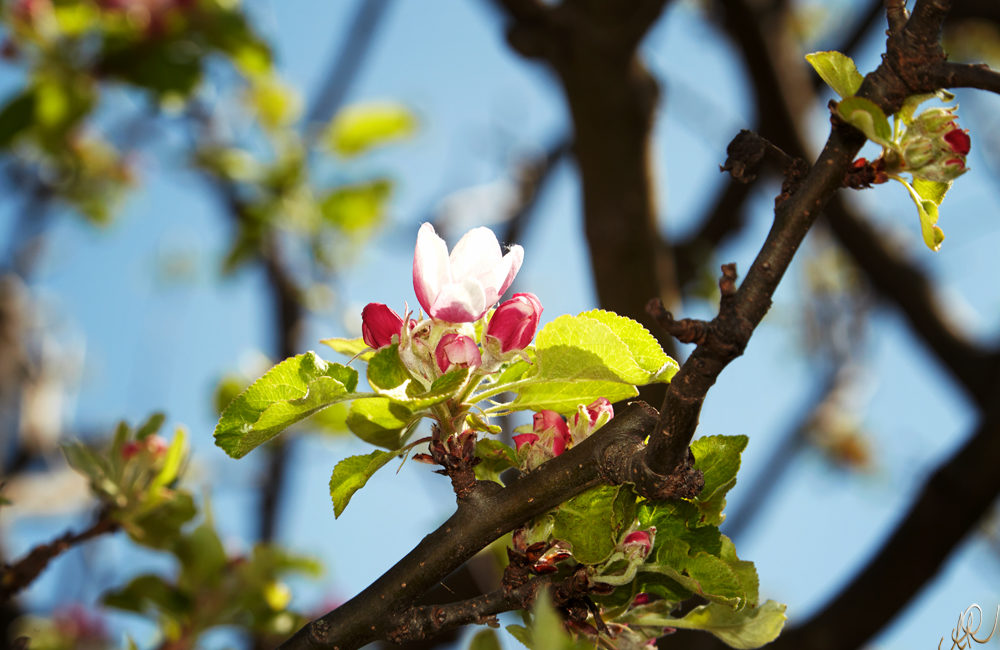 Frohe Ostern!