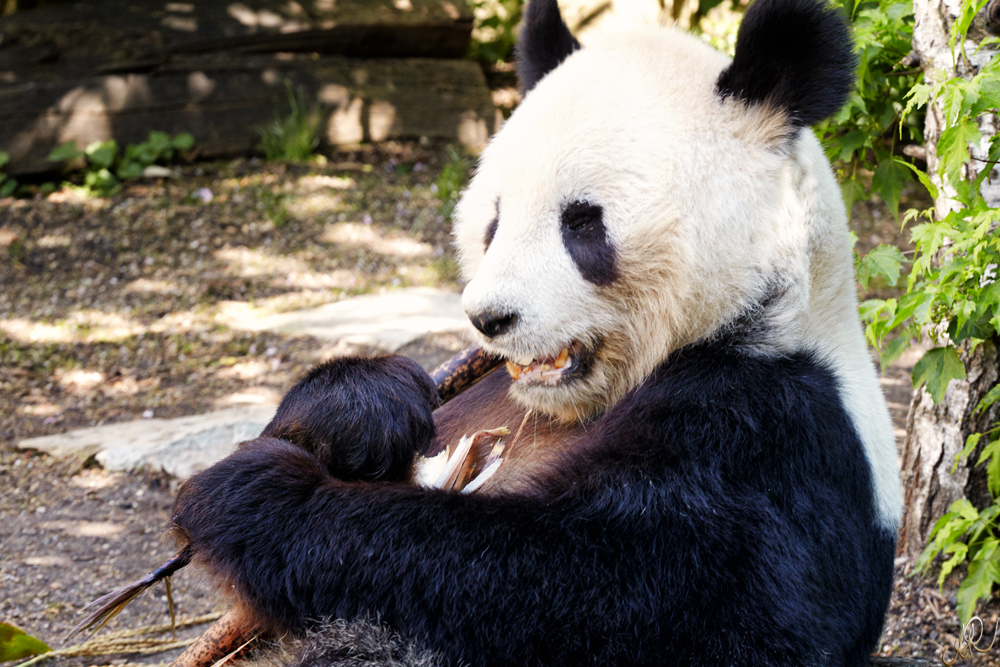 Tierpark Schönbrunn